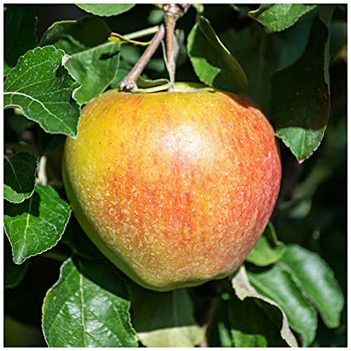 'Braeburn' Apple Tree 4-5ft Self-Fertile,Ready to Fruit,Crisp & Aromatic 3fatpigs®