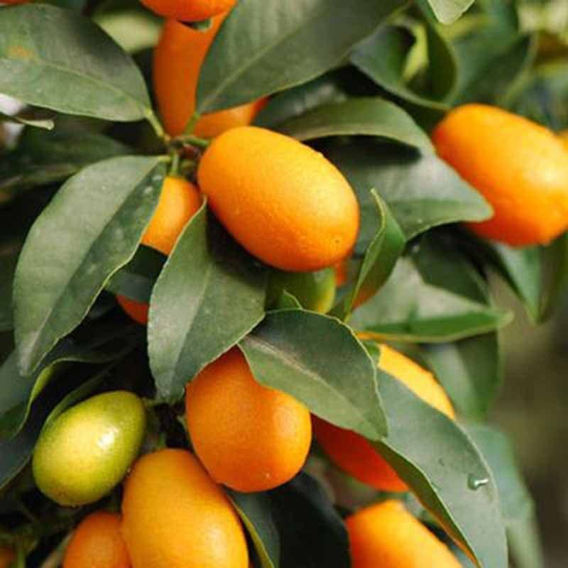 Green View® Bonsai Kumquat Plant, Live Grafted Nagami Kumquat Tree for Home Garden & Indoor Decoration, Dwarf Citrus Fruit Plant, Sweet & Tangy Mini Orange