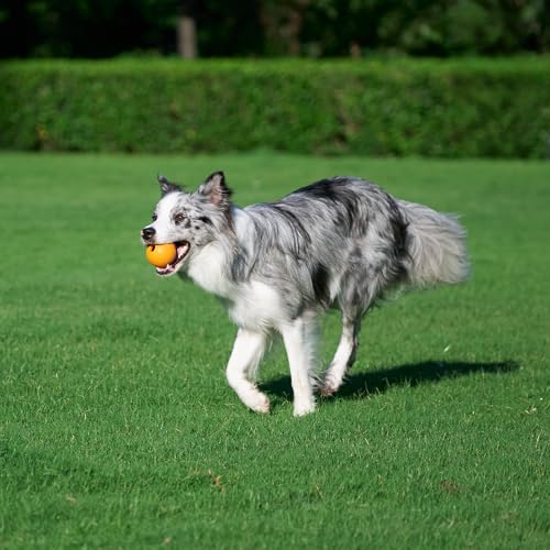 Amazon Basics Supreme Gummibälle zum Spielen für Hunde, 6.35 cm (3 Stück), Blau, Orange