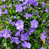 25 Vinca Live Plants, Vinca Minor Ground Cover Plants, 6-8 Inch Tall