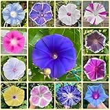 Semillas de campanilla, resistentes al exterior Ipomoea nil, en resistentes al exterior las trepadoras 200pcs