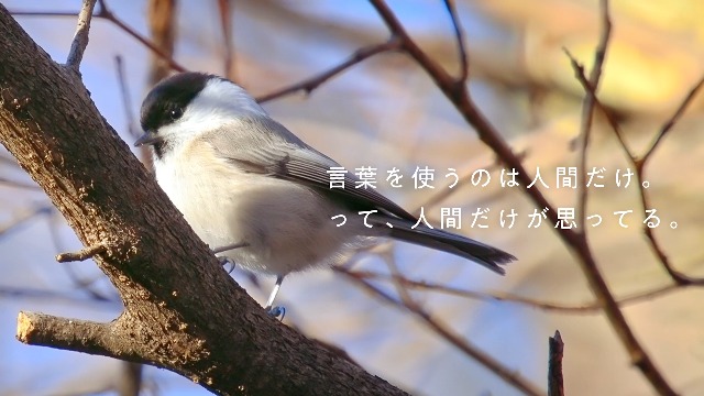 Amazon.co.jp: 僕には鳥の言葉がわかる : 鈴木 俊貴: Japanese Books