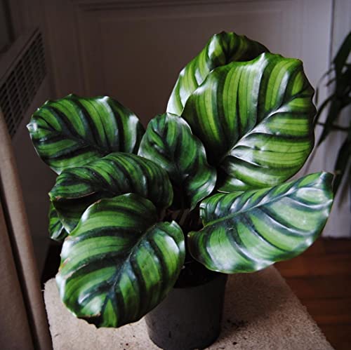 See full amazon price history chart for little jungle calathea fasciata (very rare) - Healthy Live Plants with White Pots, Air Purifying Plant, Indoor Plants with pots for home little jungle calathea fasciata (very rare) - Healthy Live Plants with White Pots, Air Purifying Plant, Indoor Plants with pots for home (B09MPQ77RL) Amazon Price History, Amazon Price Tracker
