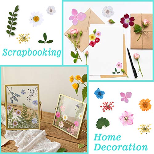 134 Stuks Echte Gedroogde Geperste Bloemen, Natuurlijke Bloemen Geperste Bloem Blad Voor DIY Hars Sieraden Maken Bloemen… - Afbeelding 6