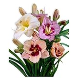 Colorful Daylily Bumper Crop Mix | Low-Maintenance Mixed Color Blooms - 10 Healthy Bare Root Dwarf...
