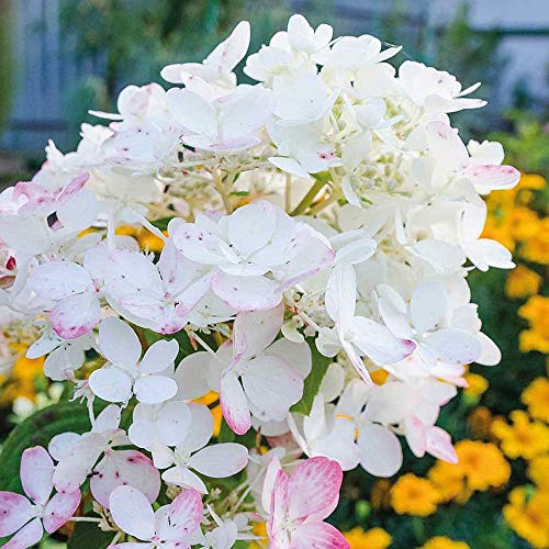 Hydrangea Paniculata ‘Wims Red’, Hardy Shrub in 9cm Pot x 1 –byThompson and Morgan (1)
