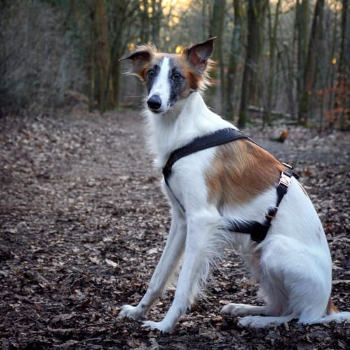 EDEL&SCHNELL Windhundgeschirr schwarz Größe L verstellbares Whippet Geschirr aus bequemen Webband mit Schnallen in Rosegold Hundegeschirr große Hunde