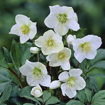 Christmas rose plants for sale Clearance