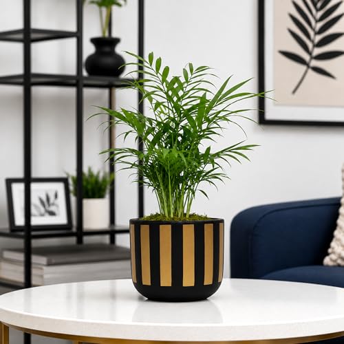 Image of Urban Plant Black Gold Stripe Handcrafted Terracotta Planter | Luxury Indoor Clay Pot for Living Room | Artisan Decorative Flower Pot | Modern Home Decor | Drainage Hole | 4.5 Inch