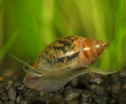 40+ Feeder/Cleaner Tadpole Snails (AKA Bladder or Pond Snails), Assorted Size 1/8-1/4 inch - Great Natural Food for Your Puffers, Loaches, Crayfish, Turtle!!!