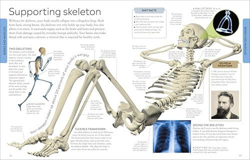 Human Body A Visual Encyclopedia - Image 6