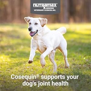 Nutramax Laboratories Cosequin Maximum Strength Joint Health Supplement for Dogs - With Glucosamine, Chondroitin, and MSM, 60 Chewable Tablets Nutramax Laboratories Cosequin Maximum Strength Joint Health Supplement for Dogs With Glucosamine Chondroitin and MSM 60 Chewable Tablets