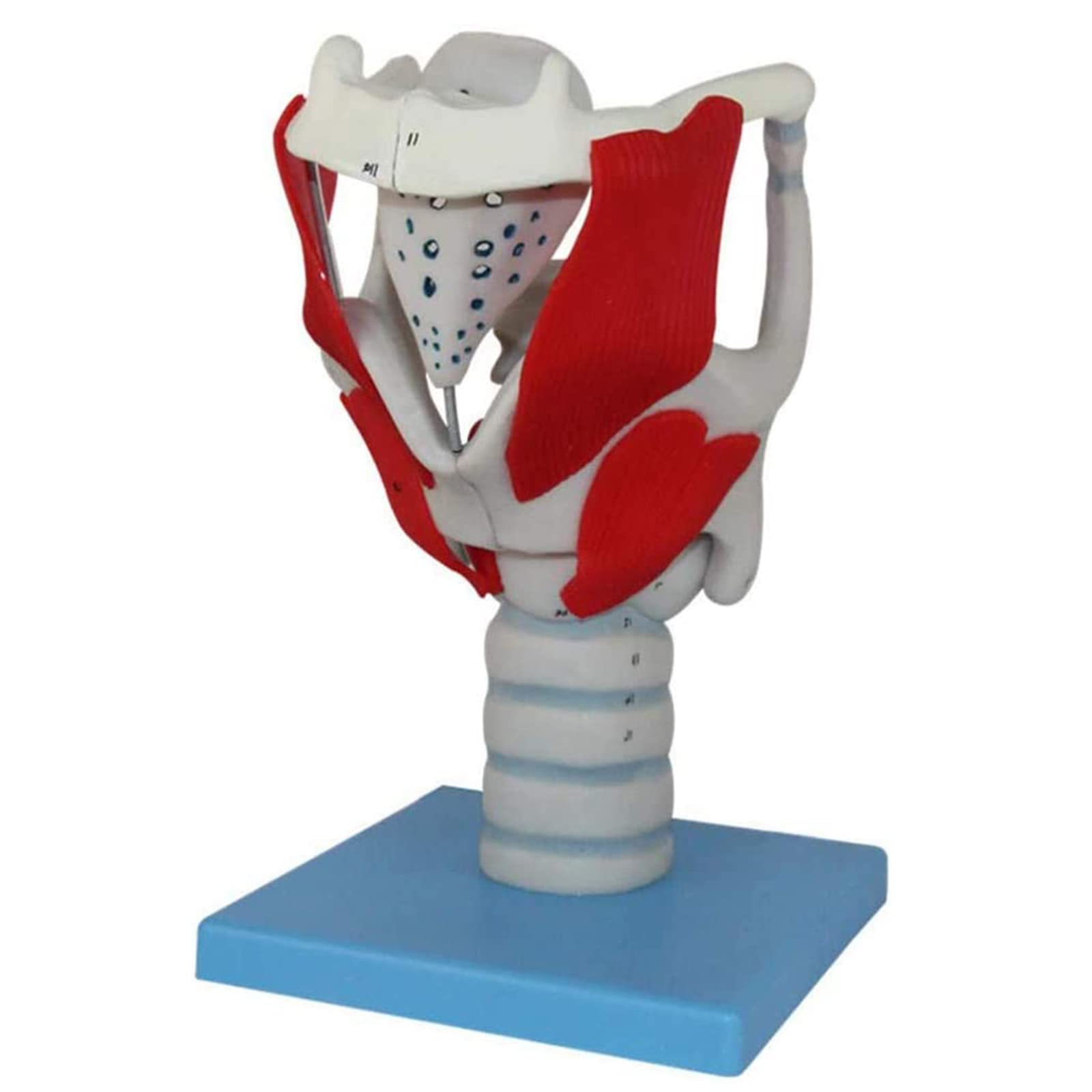 Jfgctyhxy One Color Anatomy Models, Throat Anatomical Model - 24 Parts Indicator For Teaching And Presentation Of Human Anatomy