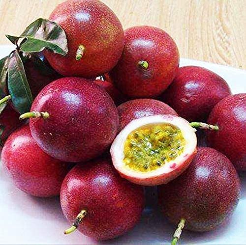 Rare Sweet Hybrid Panama Red Passion Fruit Passiflora edulis Krishna Kamal Vine Garden Plant 1 Seedling Healthy Live Plant