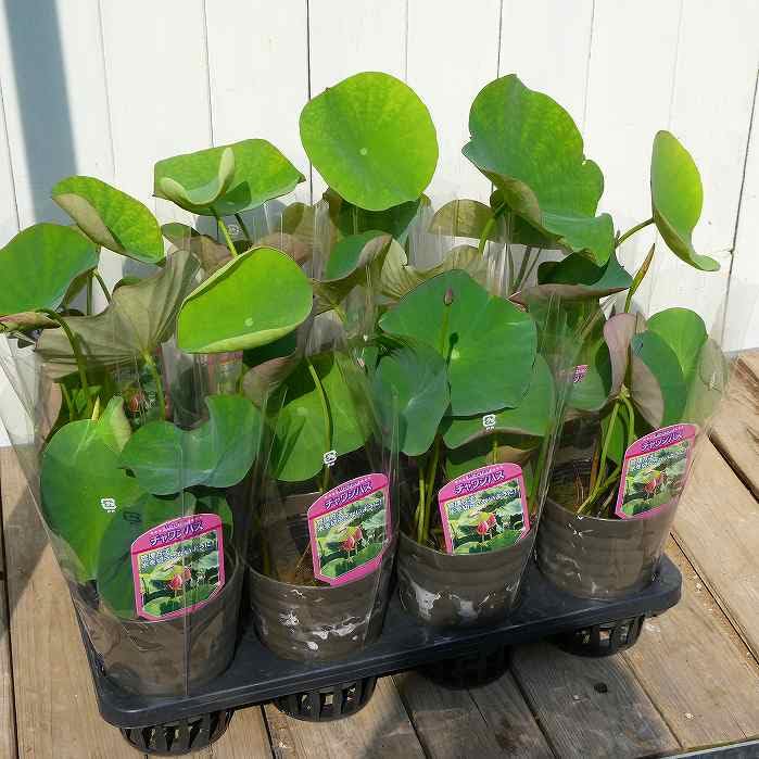 Amazon.co.jp: 蓮 茶碗蓮 苗 ハス 4号鉢 チャワンバス 250513 : DIY