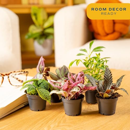 Costa Farms Live Mini Indoor Plants in Plastic Pots, Easy to Maintain, Air Purifying Houseplants, Home, Room, or Office Decor, House Warming or Birthday Gift, 4-6 Inches Tall, Pack of 6 - Image 3