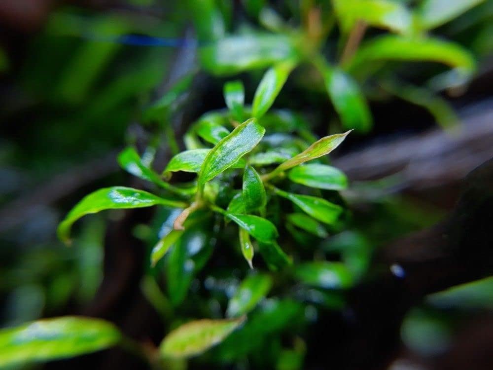 Maalavya Live Aquarium Aquatic Plant (Anubias Dragon Claw On Drift Wood) (B0D6GC9PF9) Amazon Price History, Amazon Price Tracker