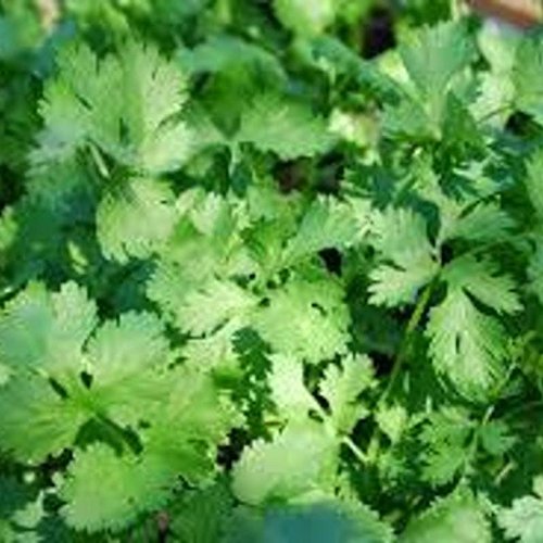 NurseryNature Coriander,Hara Dhaniya Hybrid Seeds-image-6