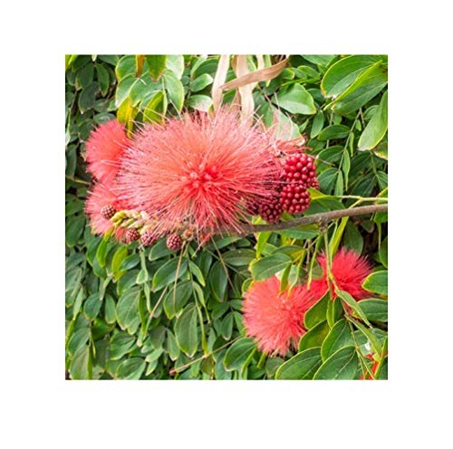 Indian Farms Live Calliandra Pink Flower Plant With Pot - Decorative Outdoor Plant (B07XMFZ1LH) Amazon Price History, Amazon Price Tracker