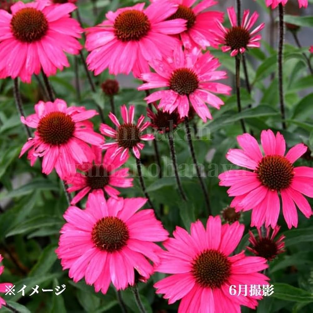 Amazon | エキナセア センセーションピンク 9～10.5cmポット苗 宿根草