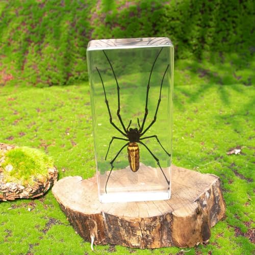 Image of Taxidermy Spiders, 2pcs Tarantula and Noble Spider Specimens in Resin for Closer-Look & Study in Safe Healthy Manner, for Classroom Home Office Desk Ornament Paperweight (X-Large Size 2pcs)