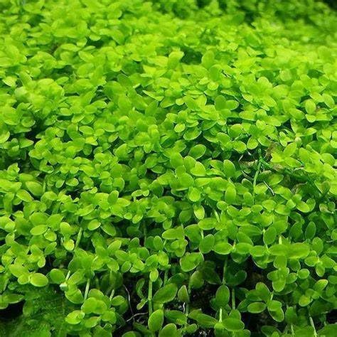 Micranthemum Monte Carlo Beautiful Carpet Plant Healthy Aquarium Plant Aquatic (5)