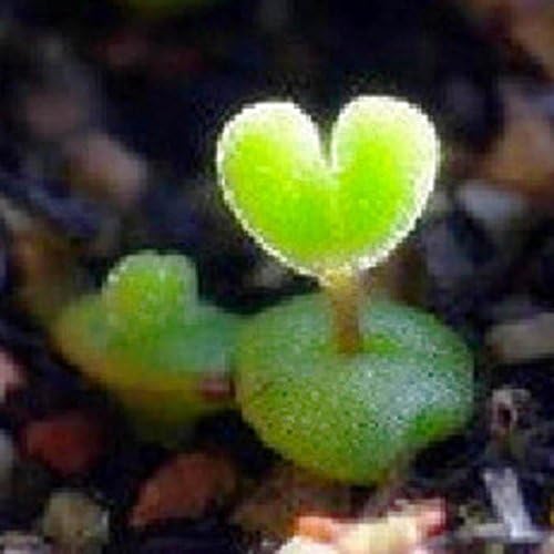 Onbio 100pcs Seeds Succulent Flower Pseudotruncatella Living Stone Bonsai Mini P Cacti & Succulents