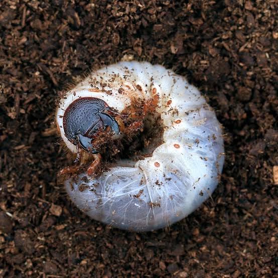Amazon | 【国産カブトムシ】幼虫 5頭 死着保証有り BEETLE FIELD