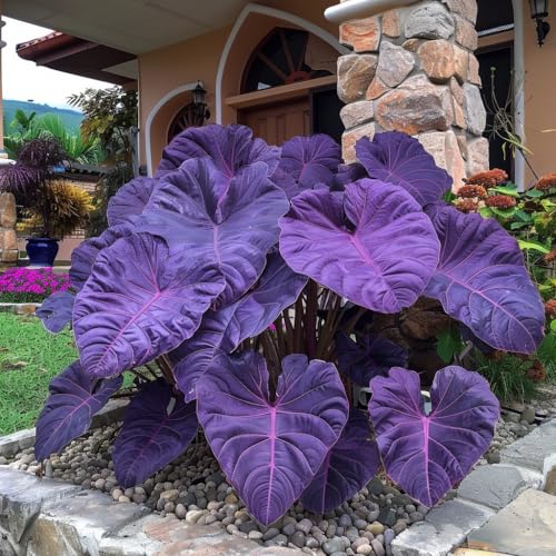 20 Mixed Color Elephant Ear Plant Seeds