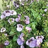 elfensporn - pflanztopf exotische garten blumendeko büropflanzen blumenwiese herbstaussaat wildkräuter winterhart gartenpflanzen stauden 550samen