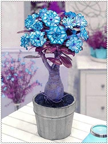 Dichondra Fresh 2 PCS adenium obesum Desert Rose Flower Seeds for Planting Light Blue
