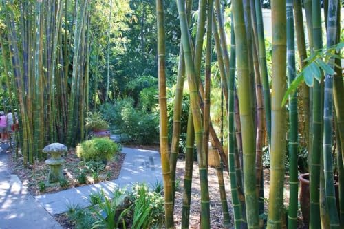 Oldhamii Bamboo | 3 Live Plants | Bambusa Oldhamii | Privacy Screen Bamboo | Fast-Growing Garden...