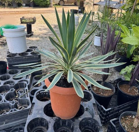 Amazon｜ユッカ：グロリオサ バリエガータ（斑入り） 8号鉢植え[美しい
