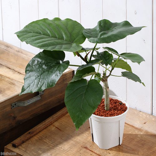 Amazon｜（観葉植物）フィカス ウンベラータ 4号（1鉢） 北海道冬季