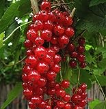 Rote Johannisbeere Jonkheer van Tets 40-60cm - Ribes rubrum