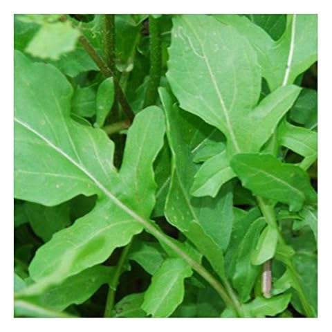 Premier Seeds Direct Organic Rocket Salad Seeds Cover