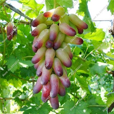 Graines de raisin à doigts Bonsaï Plante en pot biologique délicieuse pour la maison et le jardin Plantes ornementales Graines de plantes fruitières comestibles Paquet de 500 graines