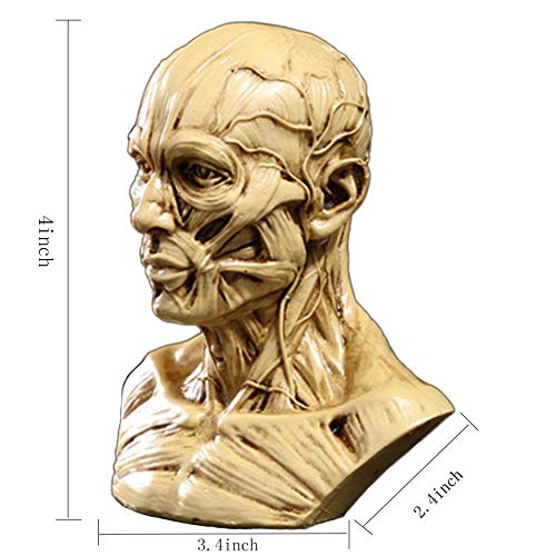 Image of Gaolinci 4-Inch Portable Human Model Craft Anatomy Skull Head Muscle Bone Medical Artist Drawing Study