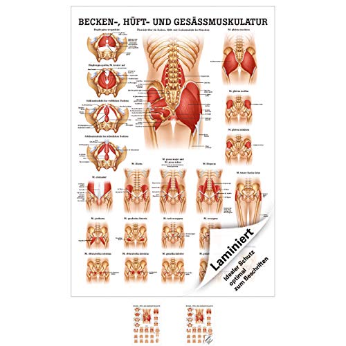 Sport-Tec Gesäss, Hüfte u. Beckenmuskulatur Mini-Poster Anatomie 34x24 cm med. Lehrmittel