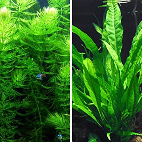 Microsorum Java Fern and Hornwort | Easy Low Light Aquarium Plants