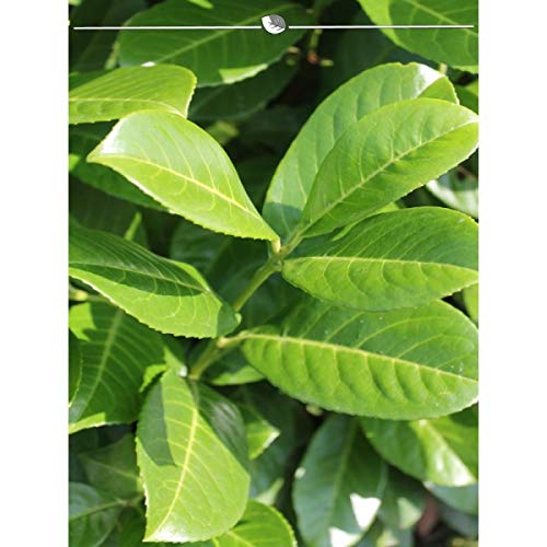 Groblttriger Kirschlorbeer 140-160 cm. Angebot: 10-150 Lorbeeren. Prunus  laurocerasus Rotundifolia: blickdichte & immergrne Heckenpflanze. Groes  Blatt. Grne Kirschlorbeer Hecke | Inkl Versand : Amazon.de: Garten