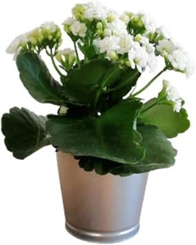 Serada Decor & Plant Kalanchoe Beyaz  i ekli Sukulent   Mekan Bitkisi