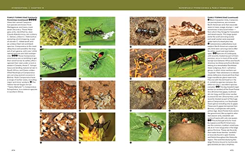 Hymenoptera: The Natural History and Diversity of Wasps, Bees and Ants - Image 9