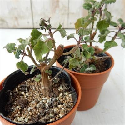 Amazon Oriプレクトランサス エルンスティー 多肉植物 プレクトランサス コーデックス 6cmポット 観葉植物 オンライン通販