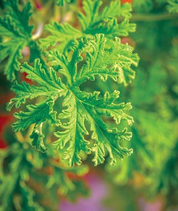 Geranium (Scented), Citronella-(25 Seeds)-image-10