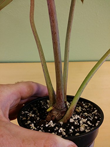 philodendron tropical plants Philodendron Bandtianum – Exotic Tropical Plant – Available in 12 cm Pot –  Plantlovers