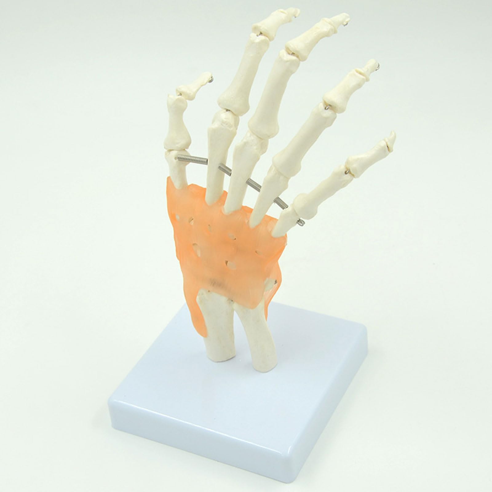 BYERZ 1:1 Modèle Grandeur Nature De L'articulation De La Main Humaine Modèle De Squelette De La Main Modèle D'os du Poignet Vola Palmes Sciences Médicales Matériel D'enseignement Utilisation