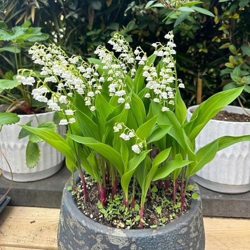 bulbos de lirio de los valles, perenne resistente, exóticas de primavera 4pcs