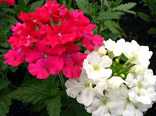 Seeds Scarlet Verbena Red Nana Compacta Fragrant Flower Get 50 Seeds #SFB01YN