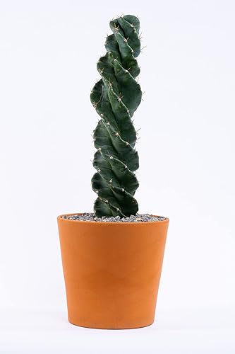 Miniatura 6 de Cactus espiral  Cereus forbesii 'Spiralis'  Suculenta rara retorcida  Cactus Tornado  Plantas de interior con raíces vivas (9 pulgadas)